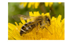 Bienenzüchterverein Muri und Umgebung
