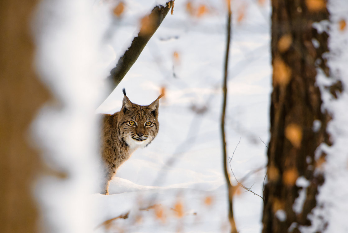 Luchs & Co. – Eine Raubkatze ganz nah & unnahbar - Familien