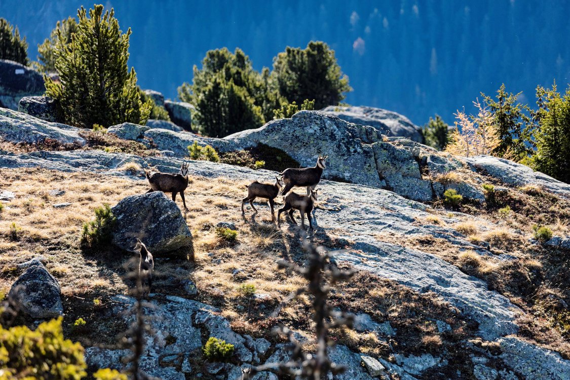 Wildexkursion im Naturpark Beverin