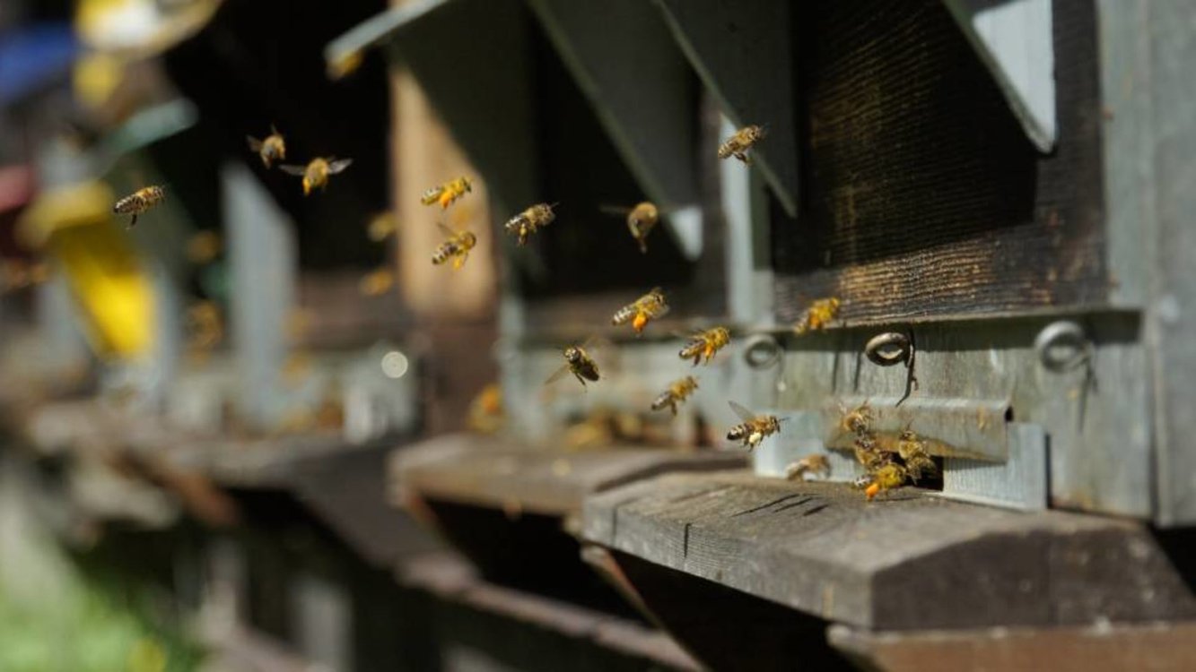 Entdecken Sie die faszinierende Welt der Bienen