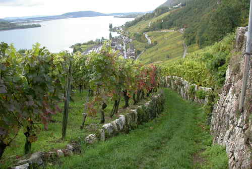 Weinbauregion